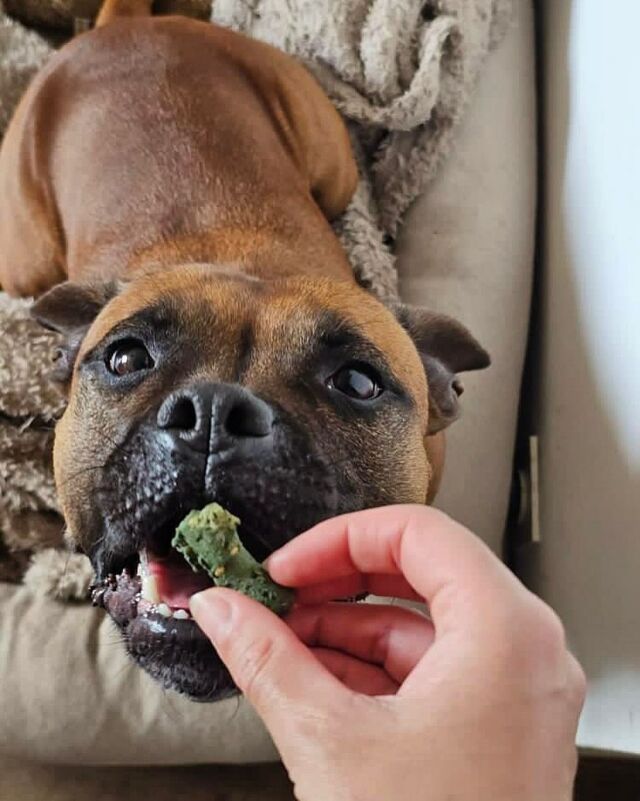 Prendre soin de la santé de son toutou ça passe aussi par de bonnes friandises ✨💚 Et ce n’est pas Rionie qui nous dira le contraire 🫶🏻 

📸 @___zozoland___ 
#finmuseau #friandisespourchien #friandisesnaturelles #friandises  #naturelles #superaliments #organicpetfood #madeinfrance #landes #dog #smallbusiness #chien #dogofinstagram #bienetreanimal #alimentationsaine #petiteentreprise #artisanal #entrepreneuriat #girlboss #womenentrepreneurs #artisan #dogtreats #plantbaseddogtreats