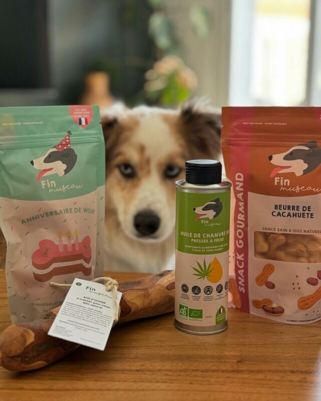 Se faire gâter pour son anniversaire 🎂 La belle Sensei n’attend plus qu’une chose : tout dévorer 😄

📸 @senseifulloflove 

#finmuseau #friandisespourchien #friandisesnaturelles #friandises  #naturelles #superaliments #organicpetfood #madeinfrance #landes #dog #smallbusiness #chien #dogofinstagram #bienetreanimal #alimentationsaine #petiteentreprise #artisanal #entrepreneuriat #girlboss #womenentrepreneurs #artisan #dogtreats #plantbaseddogtreats