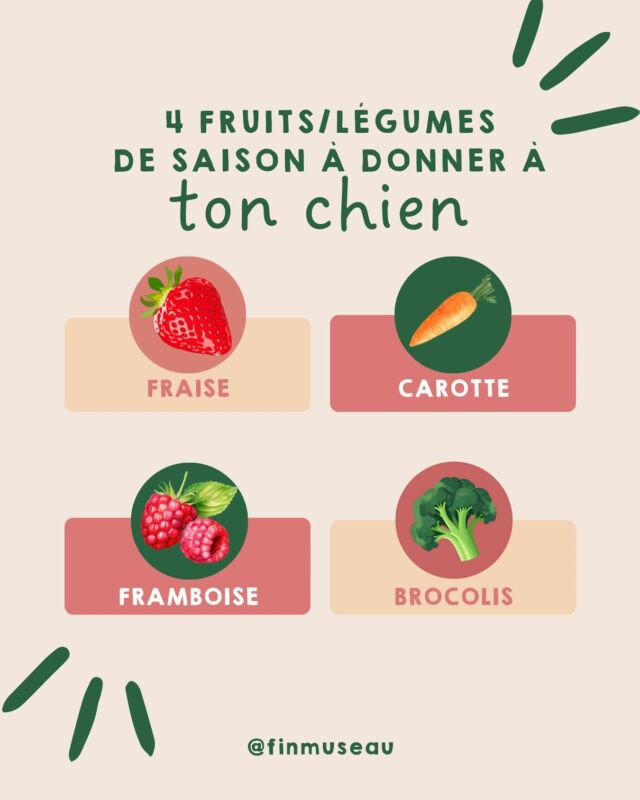 Le mois de juin commence sous le soleil ☀️ C’est aussi le retour de certains fruits 🍓et légumes 🥦 de saison à partager avec votre toutou 🐶 

Le vôtre à une préférence ? Dites nous en commentaire ☺️

#finmuseau #friandisespourchien #friandisesnaturelles #friandises  #naturelles #superaliments #organicpetfood #madeinfrance #landes #dog #smallbusiness #chien #dogofinstagram #bienetreanimal #alimentationsaine #petiteentreprise #artisanal #entrepreneuriat #girlboss #womenentrepreneurs #artisan #dogtreats #plantbaseddogtreats